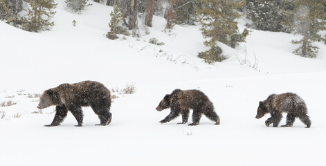 Wall Mural - grizzly bear, (ursus arctos horribilis), falicia with cubs in a spring snowstorm, grand teton nation