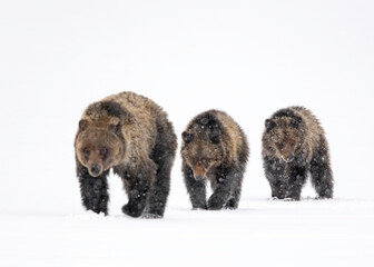 Wall Mural - grizzly bear, (ursus arctos horribilis), falicia with cubs in a spring snowstorm, grand teton nation