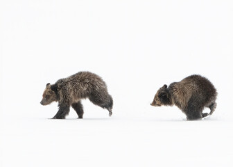 Wall Mural - grizzly bear, (ursus arctos horribilis), falicia with cubs in a spring snowstorm, grand teton nation