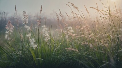 Wall Mural - morning sunlight illuminates grass and wildflowers in a tranquil meadow surrounded by mist