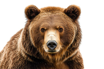 brown bear portrait - closeup on white background