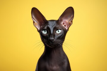 Wall Mural - Portrait of a cute oriental shorthair cat in solid color backdrop