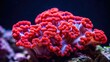 © Vlad - Sharpened Macro Stacking of Montipora Coral Frag in Marine Aquarium