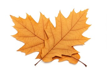 A pair of dried oak leaves with a warm orange-brown hue, showing their textured veins and natural edges isolated on white background