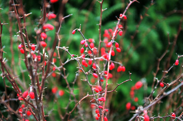 Poster - Barberry Berberis vulgaris branch fresh ripe berries natural green background