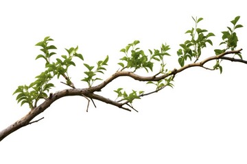 Green Tree Branch Isolated on White. Natural Wood Frame for Spring Design