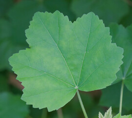 Wall Mural - Beautiful close-up of the leaf of lavatera maritima 