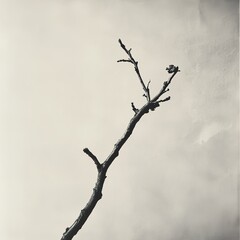 Wall Mural - Solitary Branch: A Minimalist Nature Study