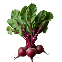 Poster - beetroot