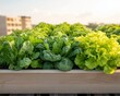 © Ryzhkov - Urban Agriculture Oasis Sunlit Eco-Friendly Rooftop Garden with Lush Vegetables - Transforming Cityscapes for Sustainable Living and Community Engagement