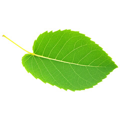 Wall Mural - Green Leaf isolated on transparent background