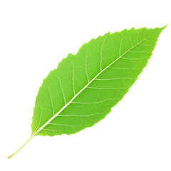Wall Mural - Green Leaf isolated on transparent background