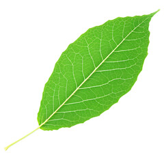Wall Mural - Green Leaf isolated on transparent background