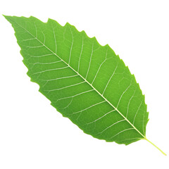 Wall Mural - Green Leaf isolated on transparent background
