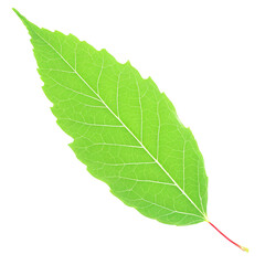 Wall Mural - Green Leaf isolated on transparent background