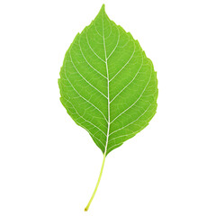 Wall Mural - Green Leaf isolated on transparent background