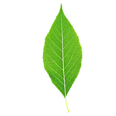 Wall Mural - Green Leaf isolated on transparent background