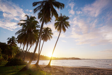 Wall Mural - Tropical beach