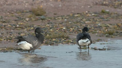 Wall Mural - Brent Goose, Branta bernicla - birds on winter marshes, Devon, England