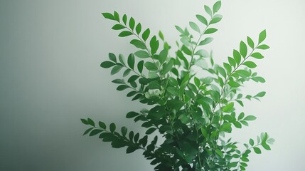 Wall Mural - Lush Green Plant with Elegant Leaves Against Soft Background