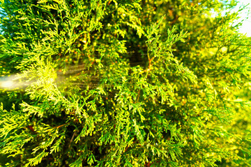 Watering trees in garden. Watering a thuja tree in garden. Watering Arborvitae. Arborvitae Tree Green Giant. Irrigation for arborvitae trees. Green background of coniferous tree.