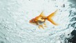 © AlfaSmart - Golden Fish Swimming Gracefully in Water