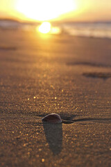 Wall Mural - Sea shell on the sand at the beach, closeup of photo