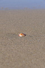 Wall Mural - Sea shell on the sand at the beach, closeup of photo