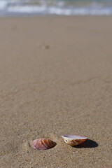 Wall Mural - Seashells on the sand of the beach. Shells on the beach in the summer. Selective focus.