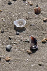 Wall Mural - Seashells on the sand of the beach. Shells on the beach in the summer. Selective focus.