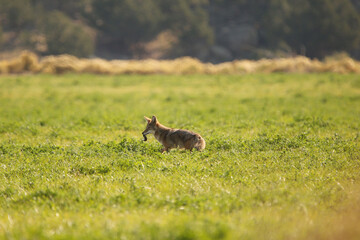 coyote eating
