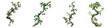 © Sawera - Twisted jungle branch with plant isolated on transparent background, PNG, Set of