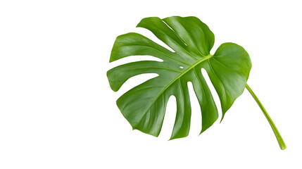 Canvas Print - Single vibrant green leaf isolated on white. (1)