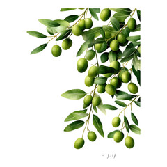 Sticker - Small Olive Branch with Green Fruits Design for Nature Collection