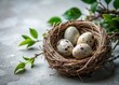 © kansak01 - Streak-eared Bulbul Bird Eggs Nest Fashion Photography - High Fashion Avian Wildlife