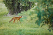 © Caseyjadew - A European Red Fox in walking away a rural Australian backyard
