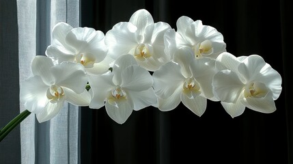 Wall Mural - White orchids near window with dark wall behind