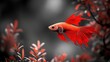 © Thanawat_Suesoypan - Striking red betta fish swimming among vibrant foliage