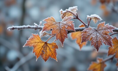 Canvas Print - Frosty autumn leaves on a branch