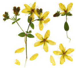 Wall Mural - Pressed and dried bush hypericum perforatum. Isolated on white background. For use in scrapbooking, floristry or herbarium.