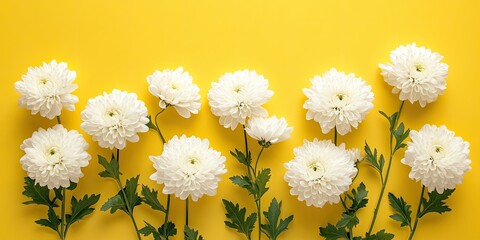 Wall Mural - White chrysanthemums neatly arranged in a row on a bright yellow background with green stems creating ample copy space illuminated by sunlight