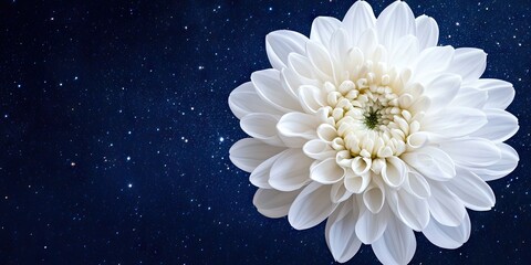 Wall Mural - white chrysanthemum flower in the foreground with soft petal details against a deep blue starry nigh
