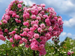 Wall Mural - Beautiful standard Rose shrub lush pink blooms in garden