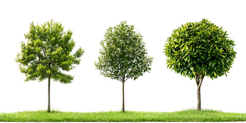 Lush green trees in various shapes on grassy landscape create serene atmosphere