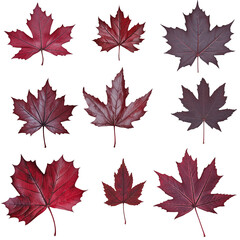 Wall Mural - A collection of red maple leaves arranged in a grid pattern.