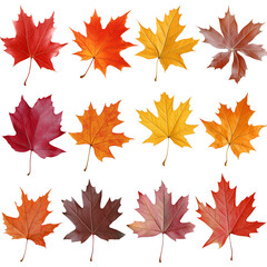 Wall Mural - A collection of colorful maple leaves showcasing autumn hues.