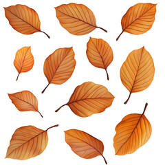 Wall Mural - A collection of autumn leaves in various shades of orange, showcasing natural beauty.