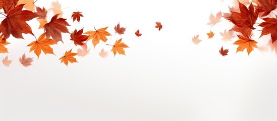 Poster - Vibrant red and orange autumn maple leaves cascading diagonally across a bright white background creating a serene seasonal ambience
