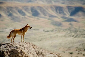 Wall Mural -  dingo standing alert on a rocky outcrop, surveying the vast expanse of the Australian desert.