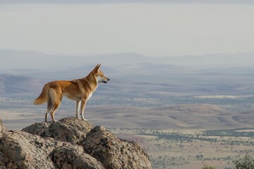 Wall Mural -  dingo standing alert on a rocky outcrop, surveying the vast expanse of the Australian desert.